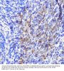 Ubiquitin-Like-Conjugating Enzyme ATG10 (ATG10) Antibody