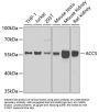 1-Aminocyclopropane-1-Carboxylate Synthase-Like Protein 1 (ACCS) Antibody