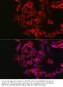 Gasdermin E (GSDME) Antibody