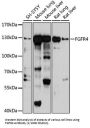 Fibroblast Growth Factor Receptor 4 (FGFR4) Antibody
