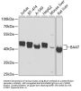 Bile Acid-CoA:amino Acid N-Acyltransferase (BAAT) Antibody