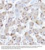 Bile Acid-CoA:amino Acid N-Acyltransferase (BAAT) Antibody