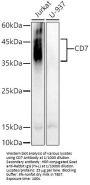 T-Cell Antigen CD7 (CD7) Antibody