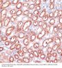 Serine Hydroxymethyltransferase, Cytosolic (SHMT1) Antibody