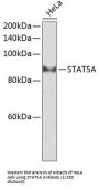 Signal Transducer And Activator of Transcription 5A (STAT5A) Antibody