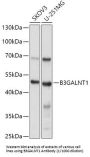 Beta-1,3-N-Acetylgalactosaminyltransferase 1 (B3GALNT1) Antibody