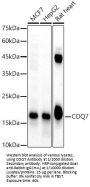 Coenzyme Q7, Hydroxylase (COQ7) Antibody