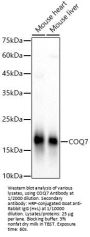 Coenzyme Q7, Hydroxylase (COQ7) Antibody