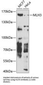 DNA Mismatch Repair Protein Mlh3 (MLH3) Antibody