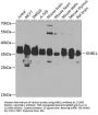 Guanine Nucleotide-Binding Protein Subunit Beta-Like Protein 1 (GNB1L) Antibody
