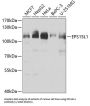 Epidermal Growth Factor Receptor Pathway Substrate 15 Like 1 (EPS15L1) Antibody