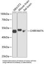 CHRNA7-FAM7A Fusion Protein (CHRFAM7A) Antibody