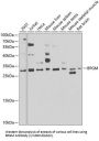 Bisphosphoglycerate Mutase (BPGM) Antibody