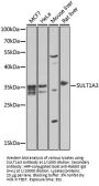 Sulfotransferase Family 1A Member 3 (SULT1A3) Antibody