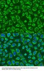 MEK Kinase Kinase 5 (MAP4K5) Antibody