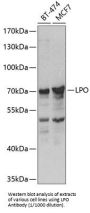 Lactoperoxidase (LPO) Antibody