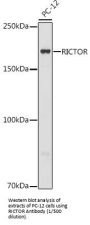 Rapamycin-Insensitive Companion of mTOR (RICTOR) Antibody