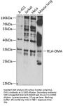 HLA Class II Histocompatibility Antigen, DM Alpha Chain (HLA-DMA) Antibody