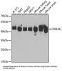 DnaJ (Hsp40) Homolog, Subfamily A, Member 2 (DNAJA2) Antibody