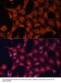 DnaJ (Hsp40) Homolog, Subfamily A, Member 2 (DNAJA2) Antibody
