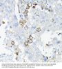 Leukocyte Immunoglobulin Like Receptor Subfamily B Member 4 (LILRB4) Antibody