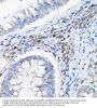 Leukocyte Immunoglobulin Like Receptor Subfamily B Member 4 (LILRB4) Antibody