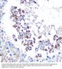 CCN Family Member 5 (CCN5) Antibody