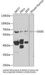 Diacylglycerol Kinase Epsilon (DGKE) Antibody