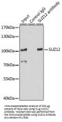 Polycomb Protein SUZ12 (SUZ12) Antibody