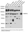 Fermitin Family Homolog 3 (FERMT3) Antibody