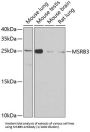 Methionine-R-Sulfoxide Reductase B3 (MSRB3) Antibody