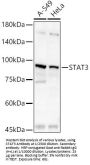 Signal Transducer And Activator of Transcription 3 (STAT3) Antibody