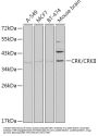 Adapter Molecule Crk (CRK) Antibody