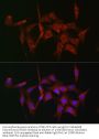 Fascin (FSCN1) Antibody
