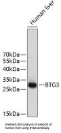 Protein BTG3 (BTG3) Antibody