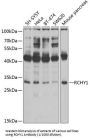 Ring Finger And CHY Zinc Finger Domain Containing 1 (RCHY1) Antibody