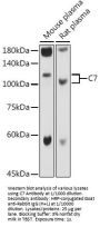 Complement C7 (C7) Antibody