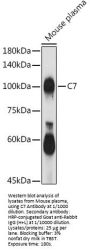 Complement C7 (C7) Antibody