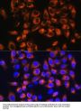 Complement C7 (C7) Antibody