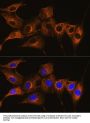 Complement C7 (C7) Antibody