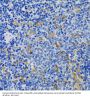 Ras GTPase-Activating-Like Protein IQGAP1 (IQGAP1) Antibody