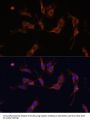 Ras GTPase-Activating-Like Protein IQGAP1 (IQGAP1) Antibody