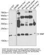 Bcl-2-Modifying Factor (BMF) Antibody