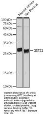 Maleylacetoacetate Isomerase (GSTZ1) Antibody