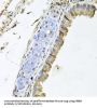 Receptor Tyrosine-Protein Kinase ErbB-4 (ERBB4) Antibody