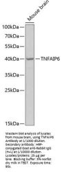 Tumor Necrosis Factor-Inducible Gene 6 Protein (TNFAIP6) Antibody