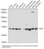 Krueppel-Like Factor 4 (KLF4) Antibody