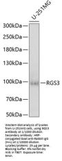 Regulator of G-Protein Signaling 3 (RGS3) Antibody