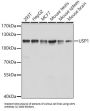 Ubiquitin Carboxyl-Terminal Hydrolase 1 (USP1) Antibody
