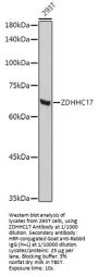 Probable Palmitoyltransferase ZDHHC17 (ZDHHC17) Antibody